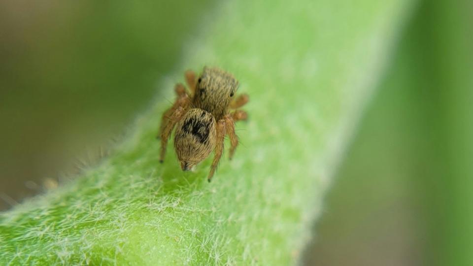 Spinnen huis kleuren groen bruin